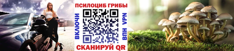Псилоцибиновые грибы Psilocybe Йошкар-Ола